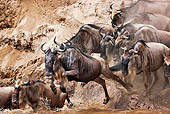 AFW 03 MH0012 01
Herd Of Wildebeest Crossing Mara River Kenya