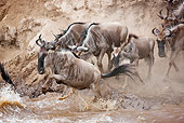 AFW 03 MH0013 01
Herd Of Wildebeest Crossing Mara River Kenya