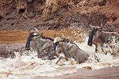 AFW 03 MH0014 01
Herd Of Wildebeest Crossing Mara River Kenya