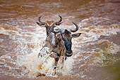 AFW 03 MH0015 01
Two Wildebeest Crossing Mara River During Migration Kenya