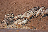 AFW 03 MH0016 01
Herd Of Wildebeest Crossing Mara River During Migration Kenya