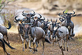 AFW 03 MH0017 01
Herd Of Wildebeest Crossing Mara River During Migration Kenya