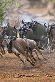 AFW 03 MH0018 01
Herd Of Wildebeest Crossing Mara River During Migration Kenya