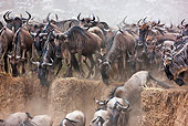 AFW 03 MH0019 01
Herd Of Wildebeest Crossing Mara River During Migration Kenya