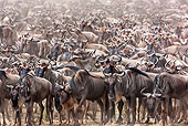 AFW 03 MH0020 01
Herd Of Wildebeest Migrating Kenya