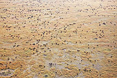 AFW 03 MH0021 01
Herd Of Wildebeest Migrating Kenya