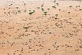 AFW 03 MH0022 01
Herd Of Wildebeest Migrating Kenya