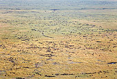 AFW 03 MH0023 01
Herd Of Wildebeest Migrating Kenya