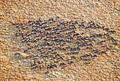 AFW 03 MH0024 01
Herd Of Wildebeest Migrating Kenya