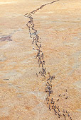 AFW 03 MH0025 01
Herd Of Wildebeest Migrating Kenya
