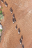 AFW 03 MH0026 01
Herd Of Wildebeest Migrating Kenya