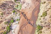 AFW 03 MH0027 01
Herd Of Wildebeest Crossing Mara River During Migration Kenya