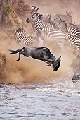 AFW 03 MH0028 01
Herd Of Wildebeest And Zebra Crossing Mara River During Migration Kenya