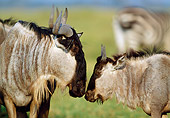 AFW 03 MH0029 01
Close-Up Of Mother And Young Blue Wildebeest Standing Face To Face In Savanna