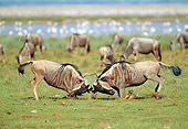 AFW 03 MH0030 01
Two Blue Wildebeests Fighting In Savanna Kenya