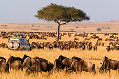 AFW 03 DB0001 01
Herd Of Wildebeest In Africa