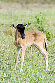 AFW 03 NE0001 01
Blue Wildebeest Calf Standing On Savanna Tanzania