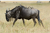 AFW 03 NE0002 01
Blue Wildebeest Walking In Tall Grass On Savanna With Birds On Back Tanzania