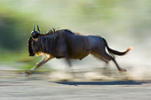 AFW 03 NE0003 01
Blue Wildebeest Running On Savanna Tanzania Profile