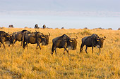 AFW 03 NE0004 01
Herd Of Blue Wildebeest Walking In Tall Grass On Savanna Tanzania