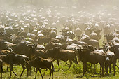 AFW 03 NE0005 01
Herd Of Blue Wildebeest Standing On Savanna Tanzania