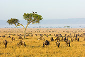 AFW 03 NE0006 01
Herd Of Blue Wildebeest Grazing On Savanna Tanzania