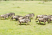 AFW 03 NE0007 01
Herd Of Blue Wildebeest Running On Savanna Tanzania