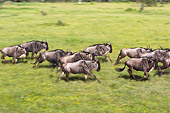 AFW 03 NE0008 01
Herd Of Blue Wildebeest Running On Savanna Tanzania