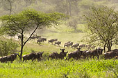 AFW 03 NE0009 01
Herd Of Blue Wildebeest Running On Savanna Tanzania
