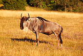 AFW 03 RK0001 01
Profile Shot Of White Bearded Wildebeest (Connochaetes Taurinus)