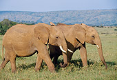 AFW 04 BA0001 01
African Elephants Walking In Grass Field