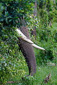 AFW 04 DB0010 01
Close-Up Of African Elephant Trunk Peeking Through Trees