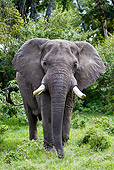 AFW 04 DB0013 01
African Bull Elephant Standing In Savanna