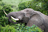 AFW 04 DB0014 01
Close-Up Of African Bull Elephant Eating Leaves From Tree