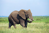 AFW 04 GL0001 01
African Elephant Walking In Grassland