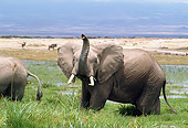 AFW 04 GL0002 01
African Elephant Standing On Grass Near Watering Hole