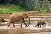 AFW 04 GL0004 01
African Elephant Mother And Calf Walking Through Stream Kenya