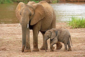 AFW 04 GL0005 01
African Elephant Mother And Calf Standing By Stream Kenya