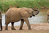 AFW 04 GL0006 01
African Elephant Standing By Stream With Herd Kenya