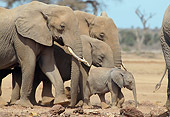 AFW 04 GL0009 01
Herd Of African Elephants Walking Through Savanna