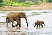 AFW 04 GL0012 01
African Elephant Mother And Calf Crossing River Kenya