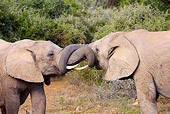 AFW 04 HP0006 01
Two African Elephants Fighting Addo Elephant National Park, South Africa