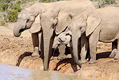 AFW 04 HP0007 01
Family Of African Elephants Drinking From Watering Hole Addo Elephant National Park, South Africa