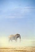 AFW 04 JE0001 01
African Elephant Walking Through Plains Kenya