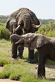 AFW 04 MC0004 01
African Elephants Drinking From Watering Hold Tanzania