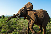 AFW 04 MC0005 01
African Elephant Walking Through Grass Kenya