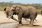 AFW 04 MC0006 01
African Elephant Taking Mud Bath Tanzania