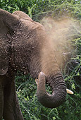 AFW 04 MC0007 01
Close-Up Of African Elephant Taking Mud Bath Kenya