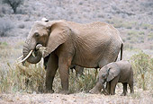 AFW 04 MC0010 01
African Elephant With Young Eating Grass Kenya