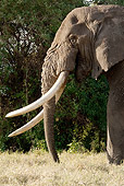 AFW 04 MC0013 01
Portrait Of African Elephant Standing On Dry Grass Tanzania